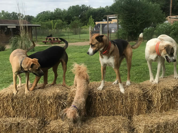 doggie dude ranch pictures of ranch