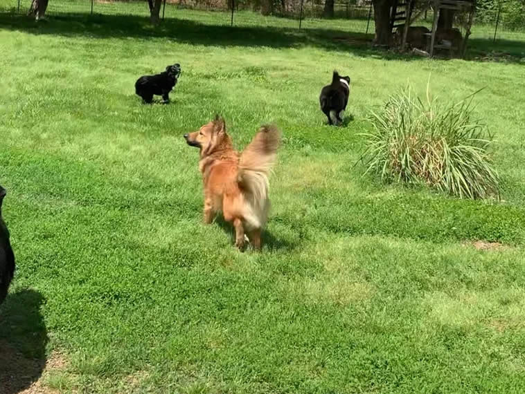 doggie dude ranch pictures of ranch